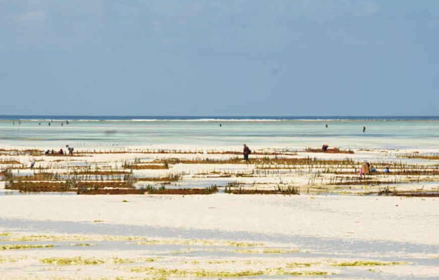 Zanzibar Historical and Beaches