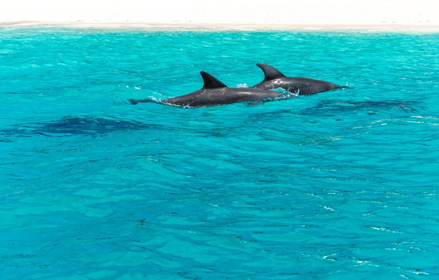 Dolphin Tour Zanzibar