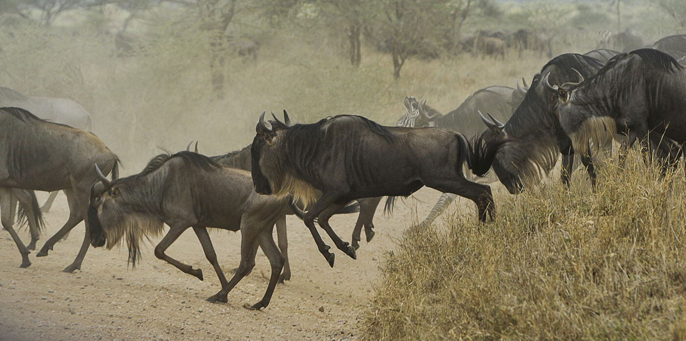 Day 3: Full Day Game Drive in Serengeti   National Park