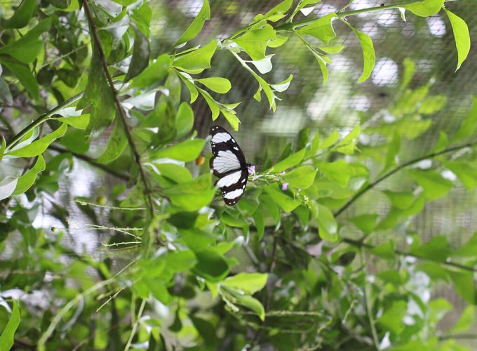 Zanzibar Butterfly Centre