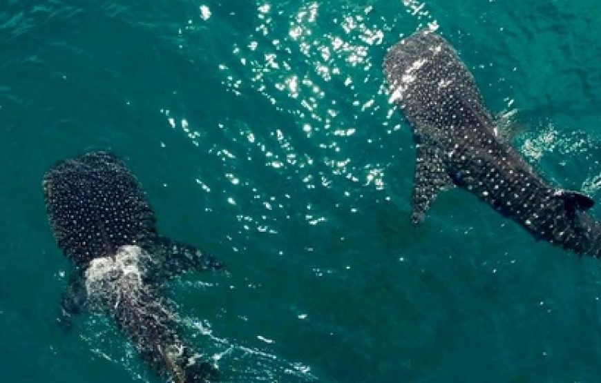Whale Sharks Mafia Island