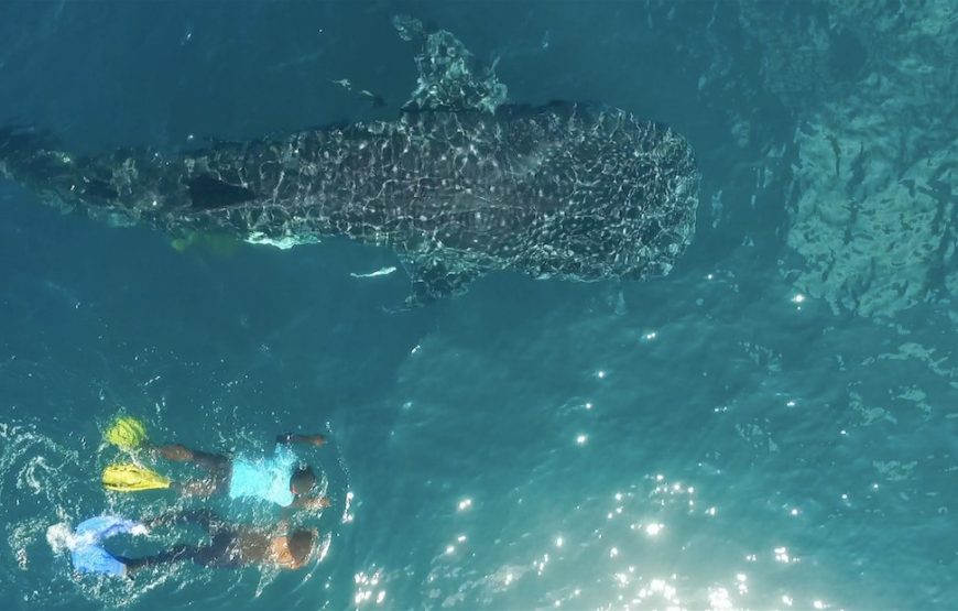 Whale Sharks Mafia Island