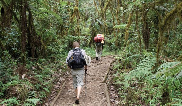 Kilimanjaro Day Trip