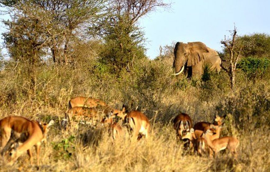 5 Days Tanzania Safari