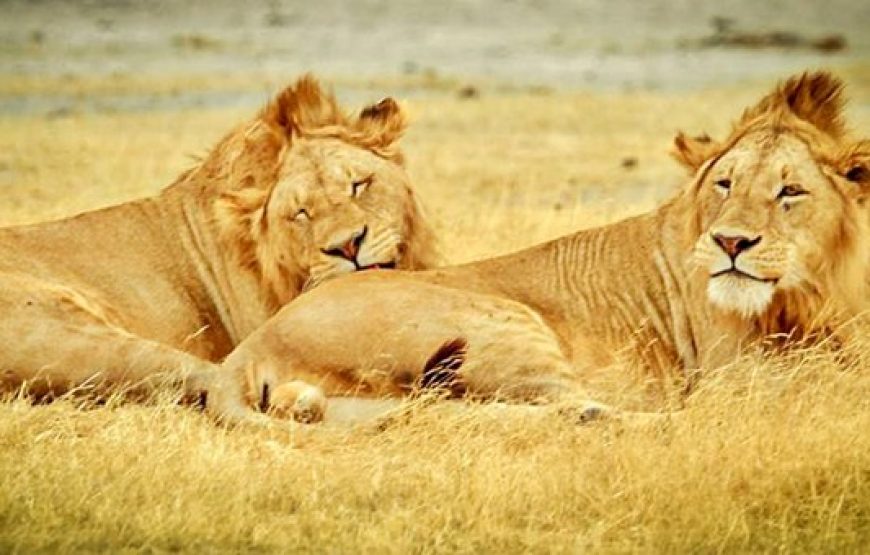 5 Days Serengeti Great Migration Safari