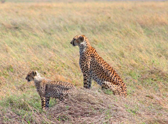 Serengeti Day Trip Safari