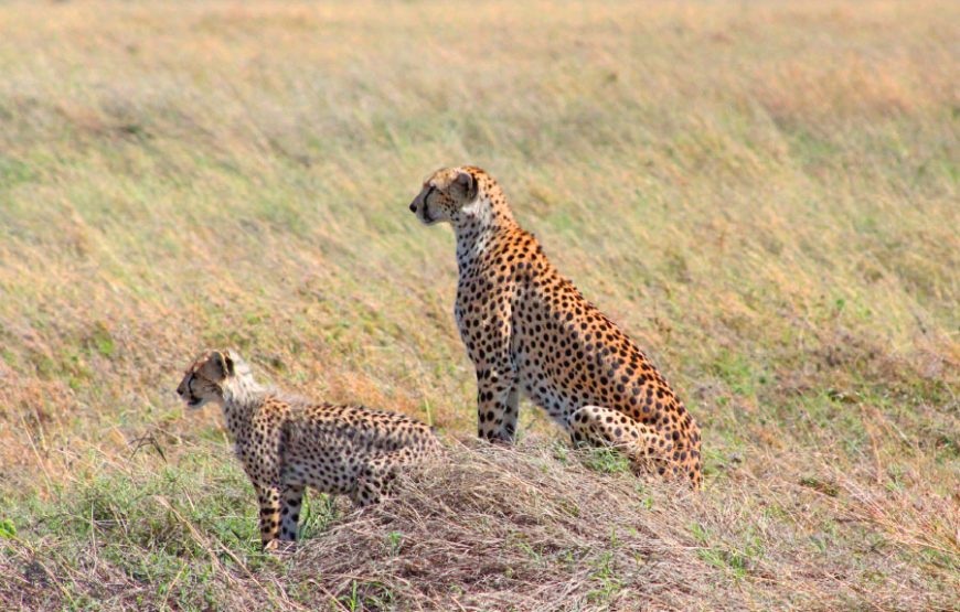 3 Days Luxury Serengeti Balloon Safari