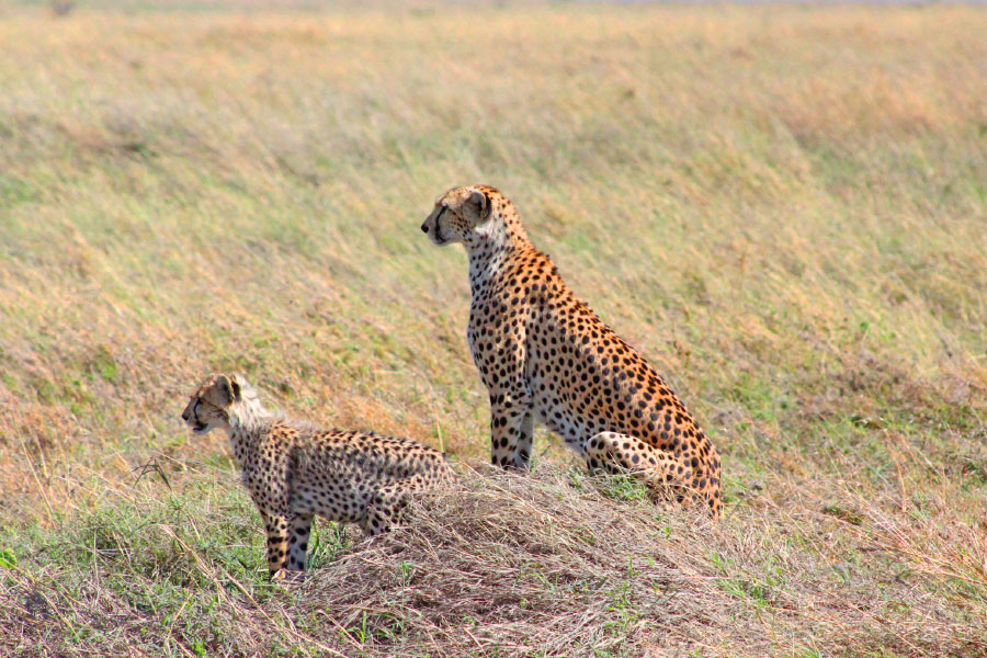 DAY1: Zanzibar To Serengeti National Park
