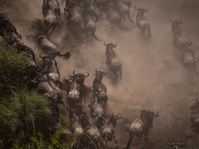 5 Days Serengeti Great Migration Safari