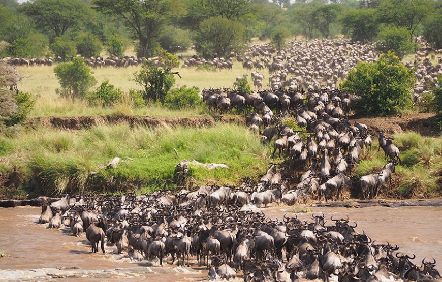 5 Days Serengeti Great Migration Safari