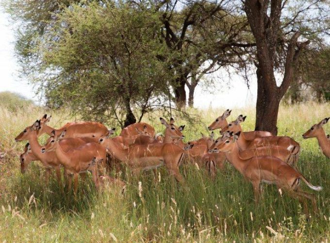 2-Day Last-Minute Safari from Zanzibar