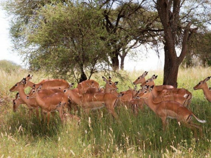 2-Day Last-Minute Safari from Zanzibar