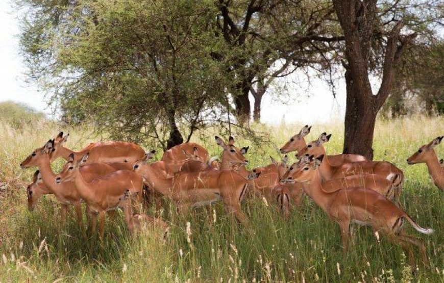 2-Day Safari from Zanzibar to Tarangire and Ngorongoro