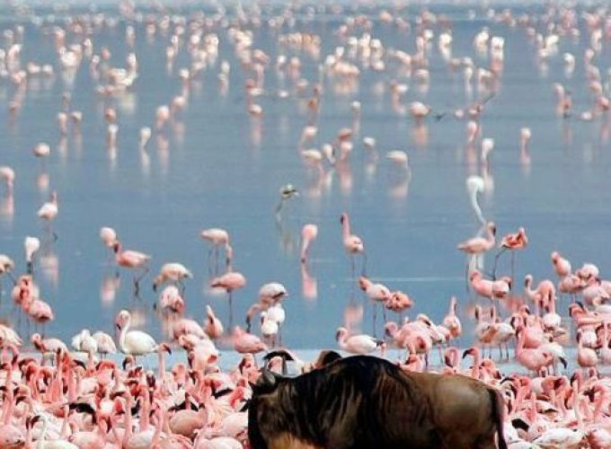 2-Day Join-In Group Safari from Zanzibar