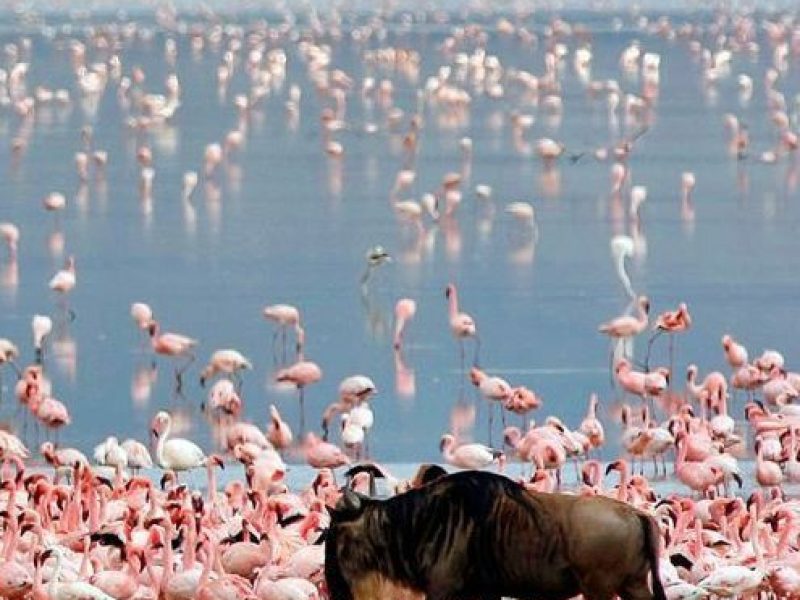 2-Day Join-In Group Safari from Zanzibar