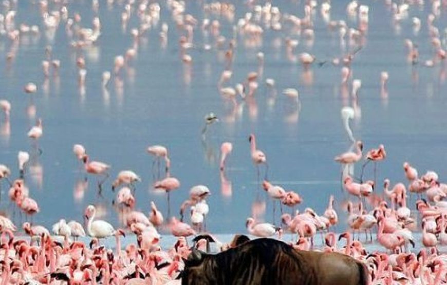 5 Day Last Minute Safari from Zanzibar