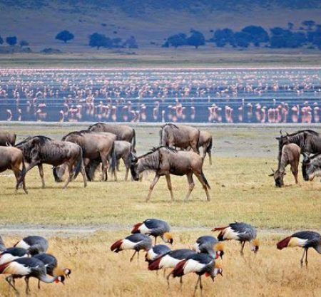 3-Day Budgeted Join-In Group Safari From Zanzibar