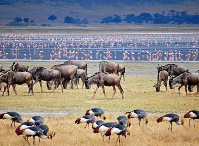 3-Day Budgeted Join-In Group Safari From Zanzibar