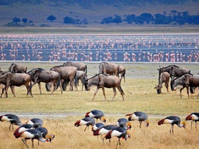 3-Day Budgeted Join-In Group Safari From Zanzibar