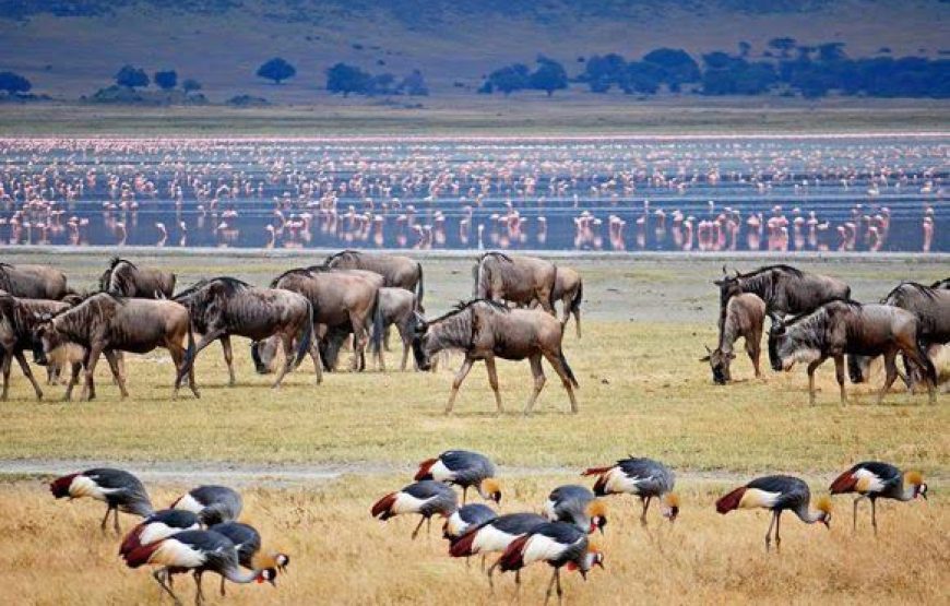 5 Day Last Minute Safari from Zanzibar