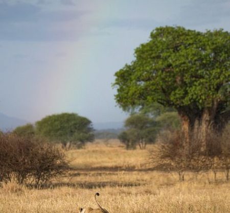 4-Day Safari From Zanzibar