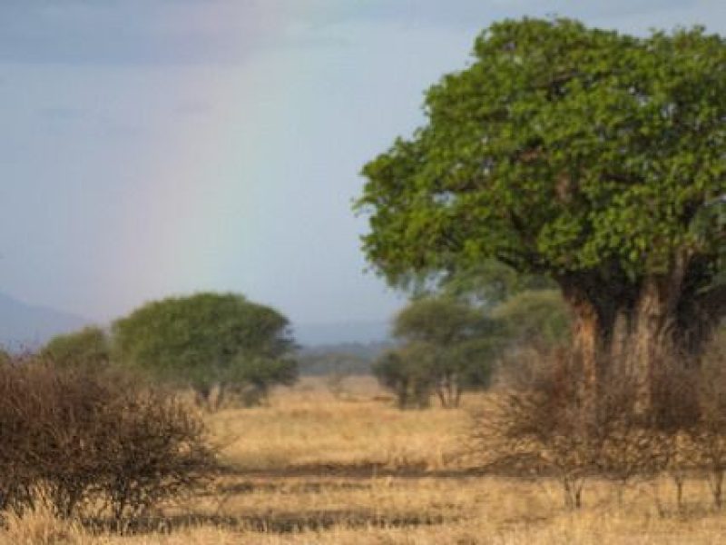 4-Day Safari From Zanzibar