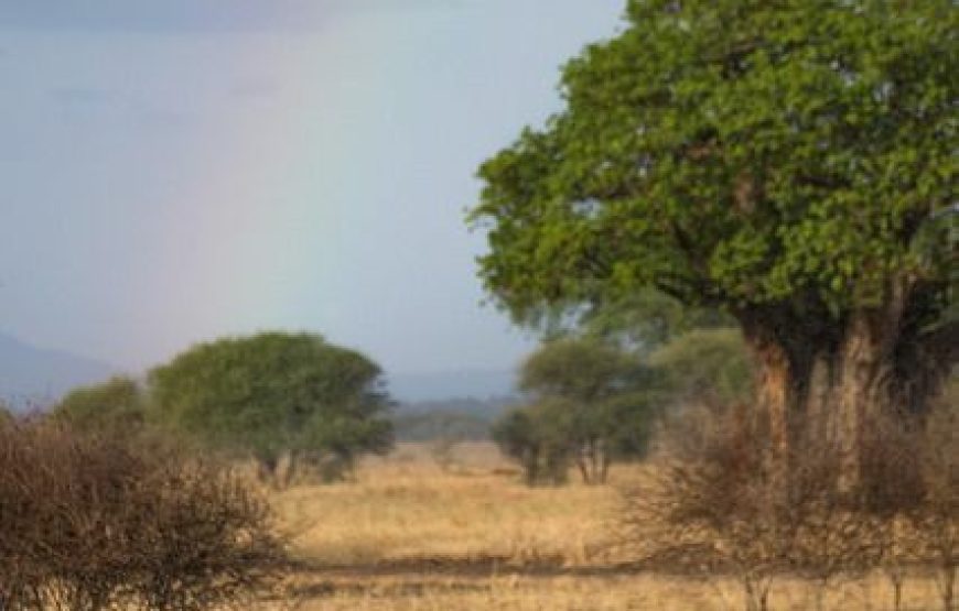 5-Day Safari from Zanzibar to Tarangire, Serengeti and Ngorongoro
