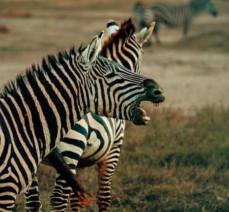 3-Day Safari from Zanzibar to Tarangire, Ngorongoro and Lake Manyara.