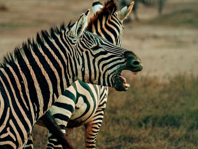 3-Day Safari from Zanzibar to Tarangire, Ngorongoro and Lake Manyara.