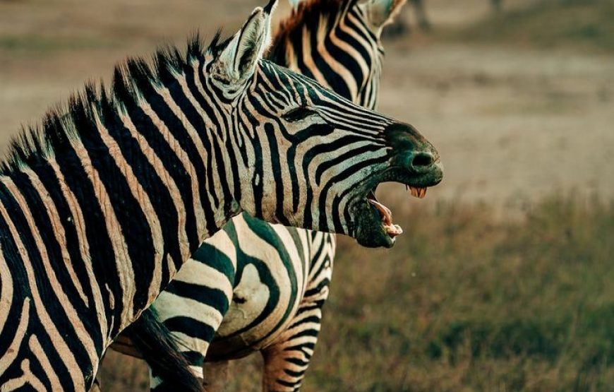 4-Day Safari From Zanzibar