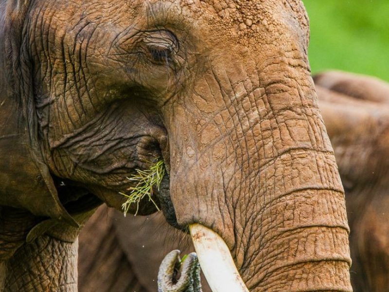 2-Day Safari from Zanzibar to Tarangire and Ngorongoro
