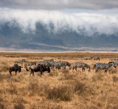 5-Day Join-In Group Safari from Zanzibar