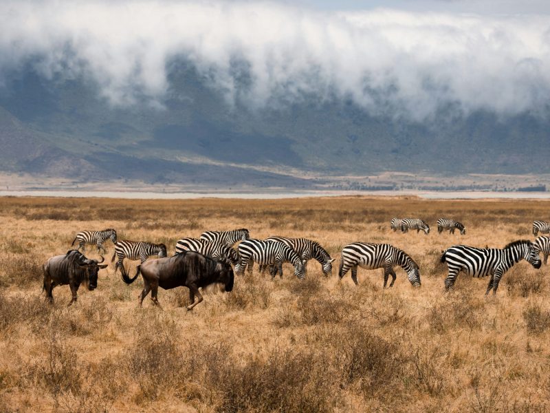 5-Day Join-In Group Safari from Zanzibar