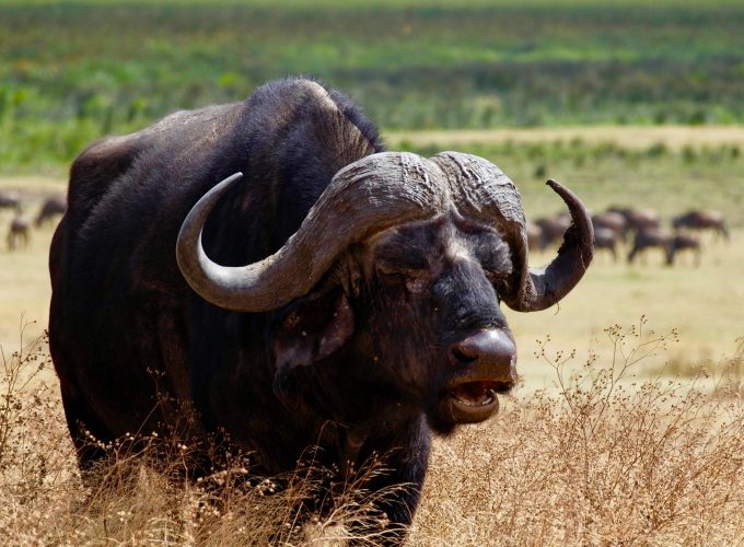 4-Day Affordable Join-In Group Safari from Zanzibar