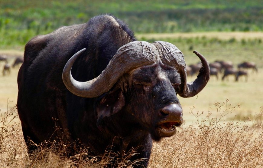 5 Day Last Minute Safari from Zanzibar