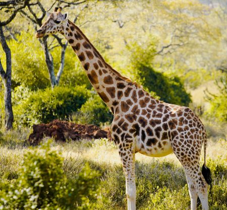 5-Day Last-Minute Safari from Zanzibar