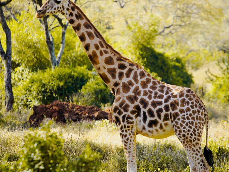 5-Day Last-Minute Safari from Zanzibar