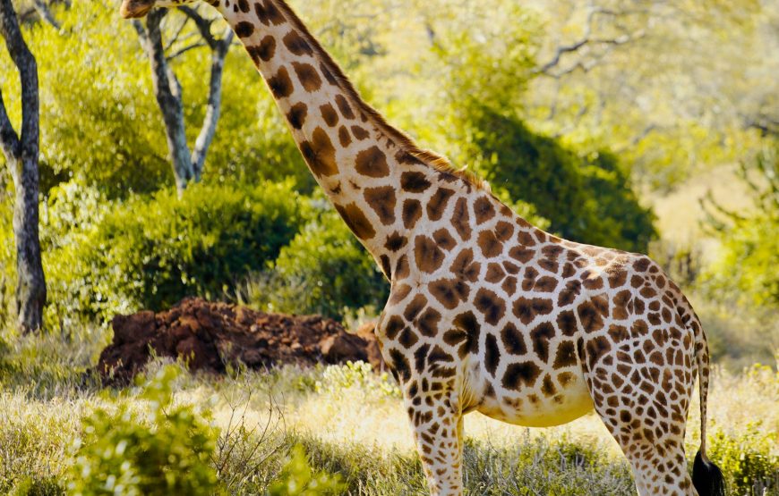5 Day Last Minute Safari from Zanzibar