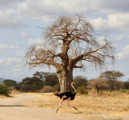 4-Day Last-Minute Safari from Zanzibar