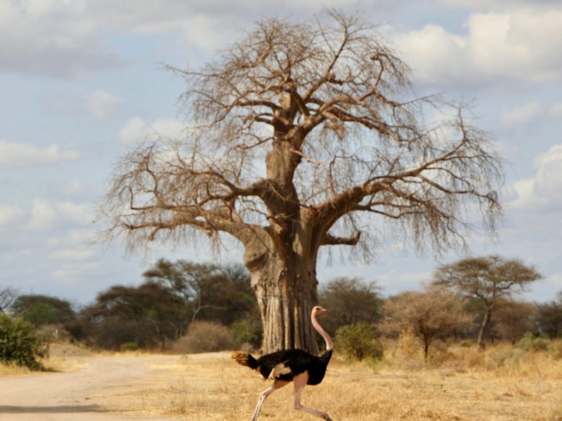 4-Day Last-Minute Safari from Zanzibar