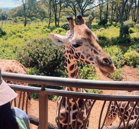 Day-Trip to Serval Wildlife