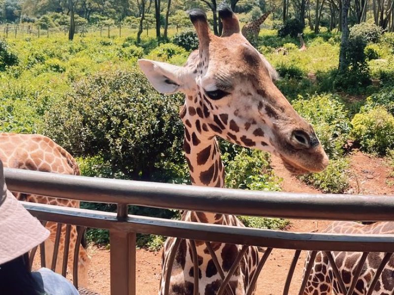 Day-Trip to Serval Wildlife