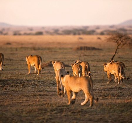 7 Days Serengeti Wildebeest Migration Tracking Safari