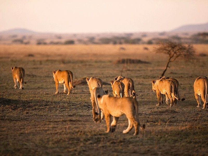 7 Days Serengeti Wildebeest Migration Tracking Safari