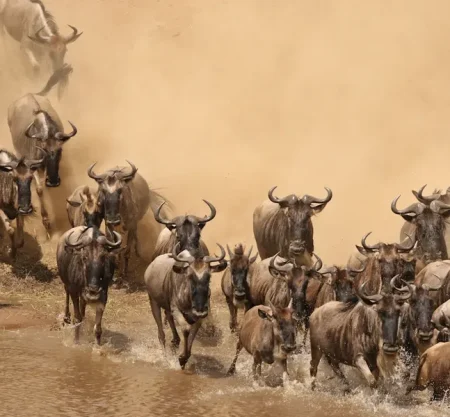 4 Days Serengeti Wildebeest Migration Tracking Safari