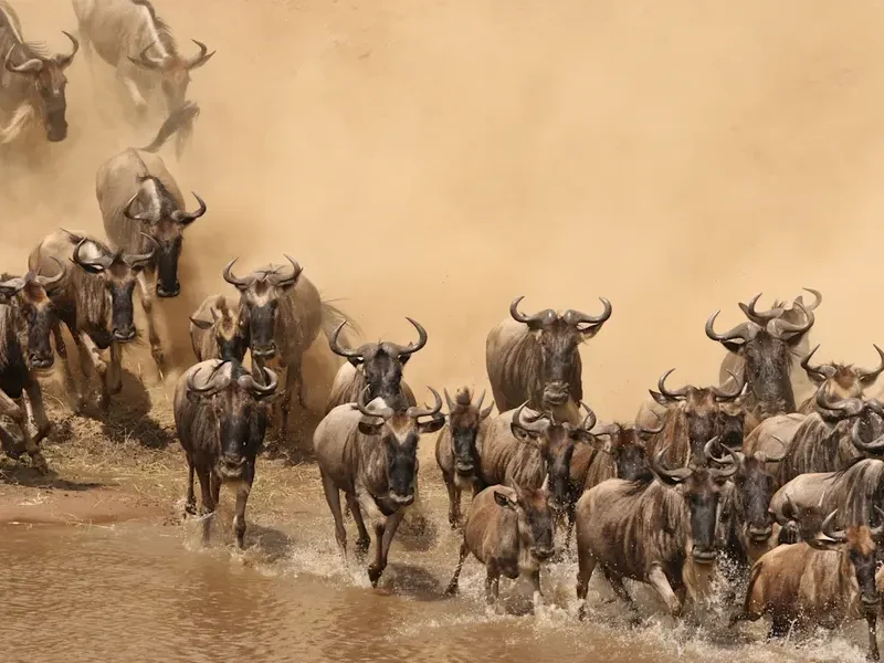 4 Days Serengeti Wildebeest Migration Tracking Safari