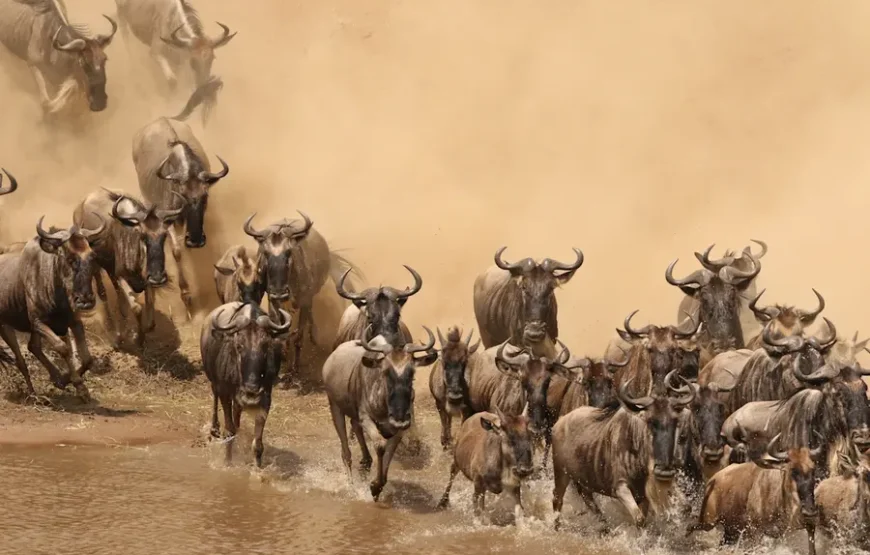 10 Days Serengeti Wildebeest Migration Safari