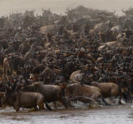 10 Days Serengeti Wildebeest Migration Safari