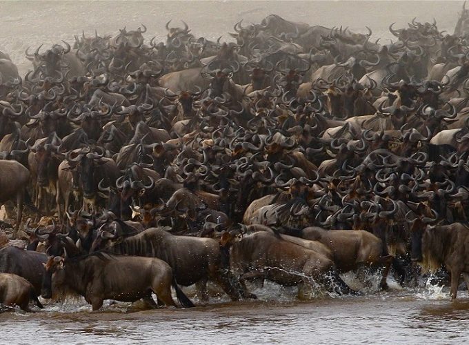 10 Days Serengeti Wildebeest Migration Safari