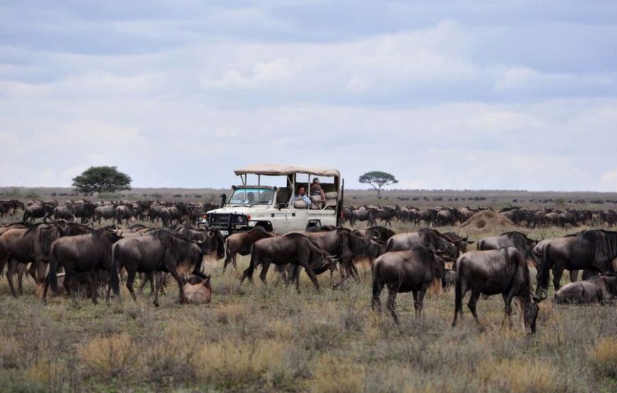 10 Days Serengeti Wildebeest Migration Safari